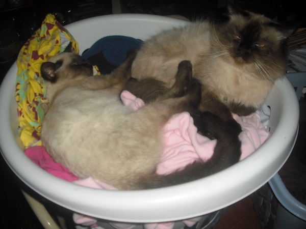 Cats Laundry Basket Cats Laundry Basket