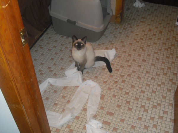 Juliet Toilet Paper 2