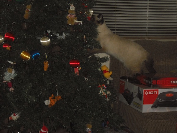 Juliet Tree 6