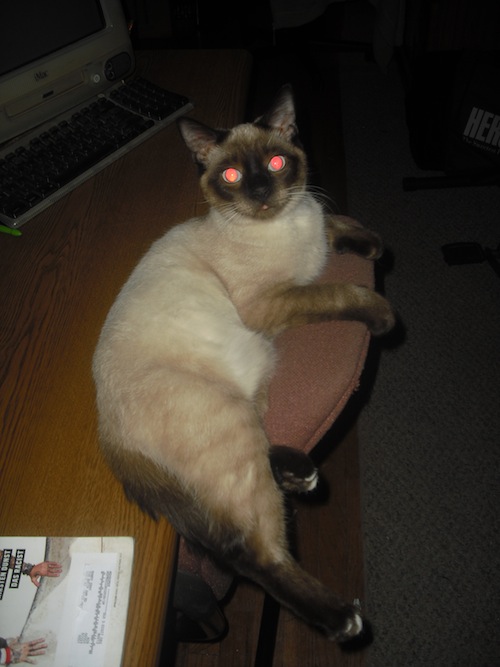 Juliet Laying On Top Of Chair Juliet Laying On Top Of Chair