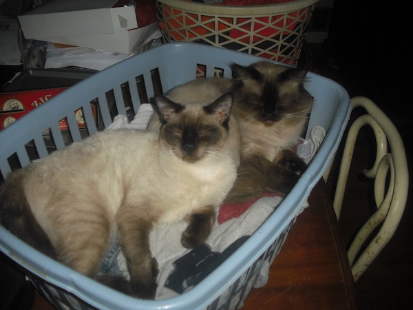 Romeo And Jules Sleeping In Laundry Basket Romeo And Jules Sleeping In Laundry Basket