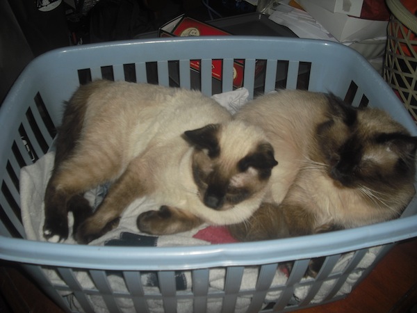 Romeo And Jules Sleeping In Laundry Basket Romeo And Jules Sleeping In Laundry Basket