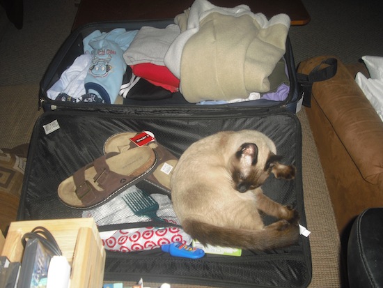 Jules Makes It Hard To Pack Jules Makes It Hard To Pack