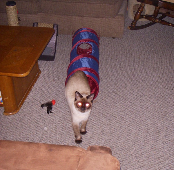 Petsmart Twinkle Chute Petsmart Twinkle Chute
