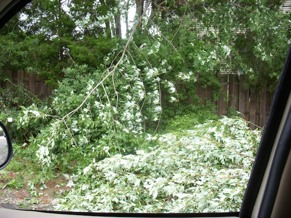 Hurricane Irene Trees