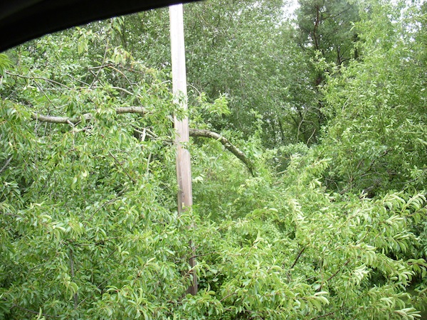 Hurricane Irene Trees