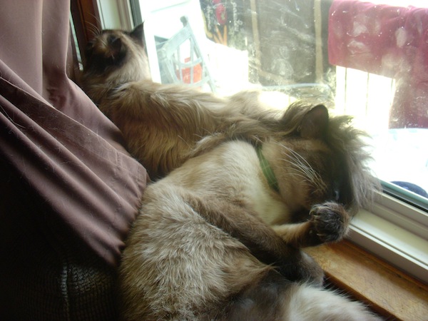 Wordless Wednesday Cats Sleeping Living Room Window