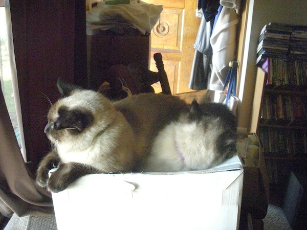 Wordless Wednesday - 2 headed cat - Jules On Romeo In The Window Wordless Wednesday - 2 headed cat - Jules On Romeo In The Window
