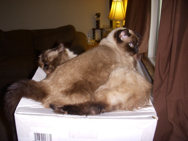 Wordless Wednesday - 2 headed cat - Jules On Romeo In The Window Wordless Wednesday - 2 headed cat - Jules On Romeo In The Window