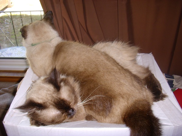 Wordless Wednesday - 2 headed cat - Jules On Romeo In The Window Wordless Wednesday - 2 headed cat - Jules On Romeo In The Window
