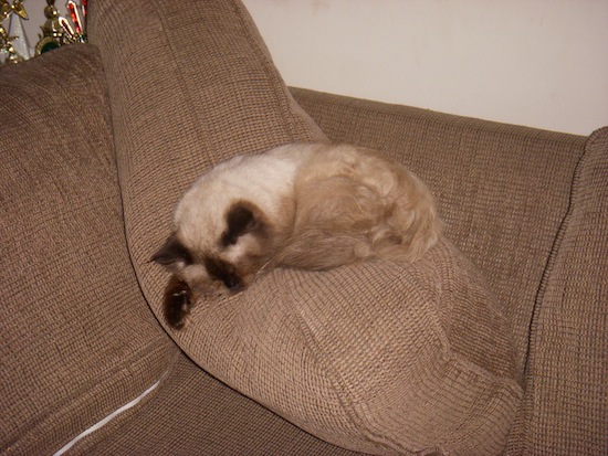 Wordless Wednesday - Romeo and the Couch Cushion Wordless Wednesday - Romeo and the Couch Cushion