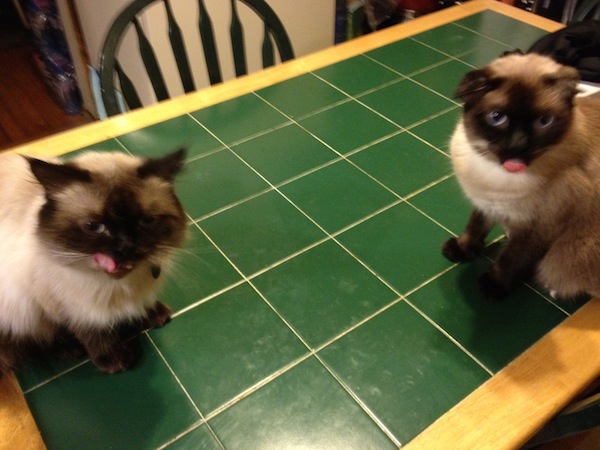 Photo A Day - Cats After Cheese Photo A Day - Cats After Cheese