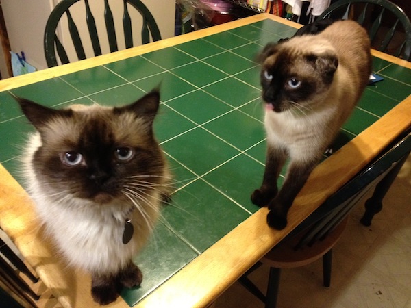 Photo A Day - Cats Before Cheese Photo A Day - Cats Before Cheese