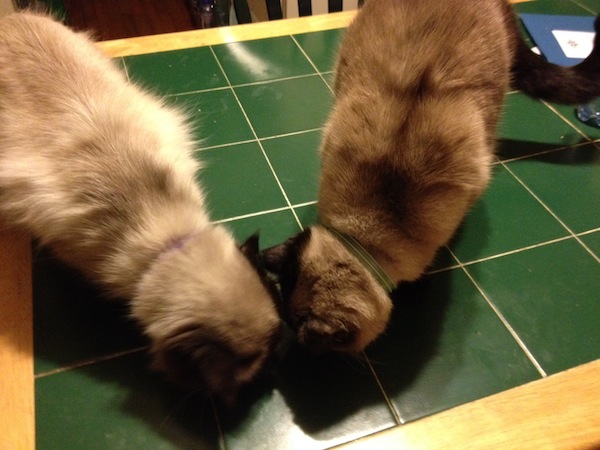 Photo A Day - Cats Eating Cheese Photo A Day - Cats Eating Cheese