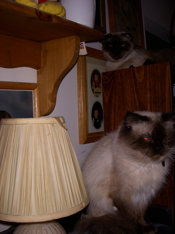 Project 365 Photo A Day – Cats On Higher Ground Project 365 Photo A Day – Cats On Higher Ground