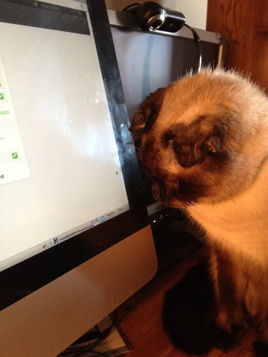 Photo A Day - Jules And The Mouse On The Monitor Photo A Day - Jules And The Mouse On The Monitor
