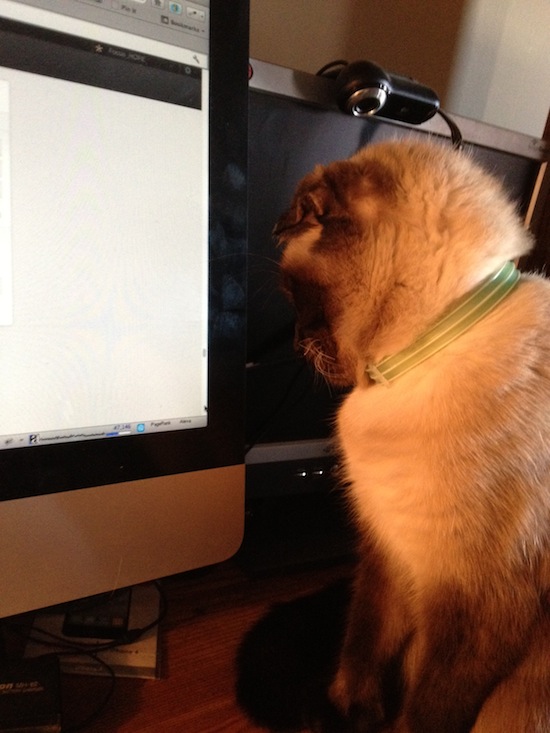 Photo A Day - Jules And The Mouse On The Monitor Photo A Day - Jules And The Mouse On The Monitor