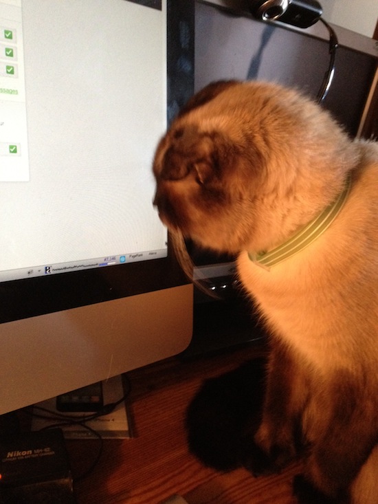 Photo A Day - Jules And The Mouse On The Monitor Photo A Day - Jules And The Mouse On The Monitor