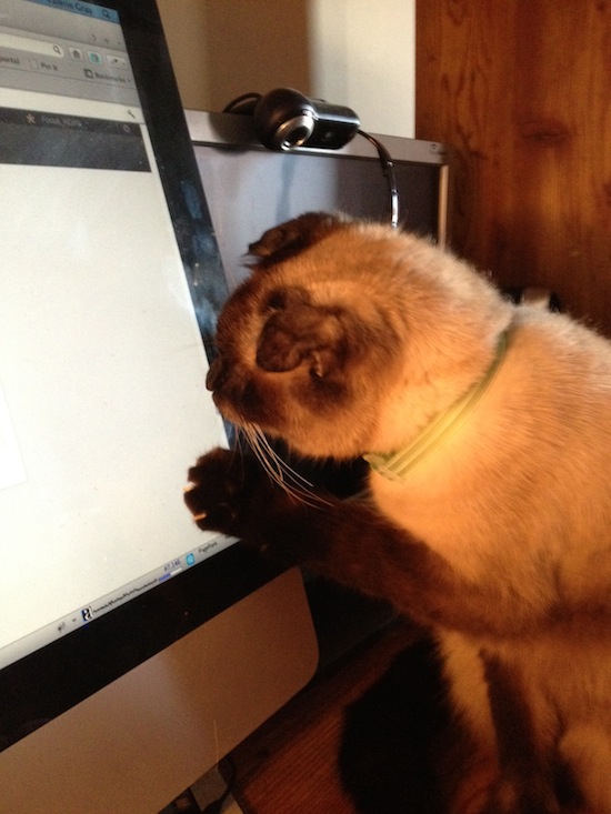 Photo A Day - Jules And The Mouse On The Monitor Photo A Day - Jules And The Mouse On The Monitor