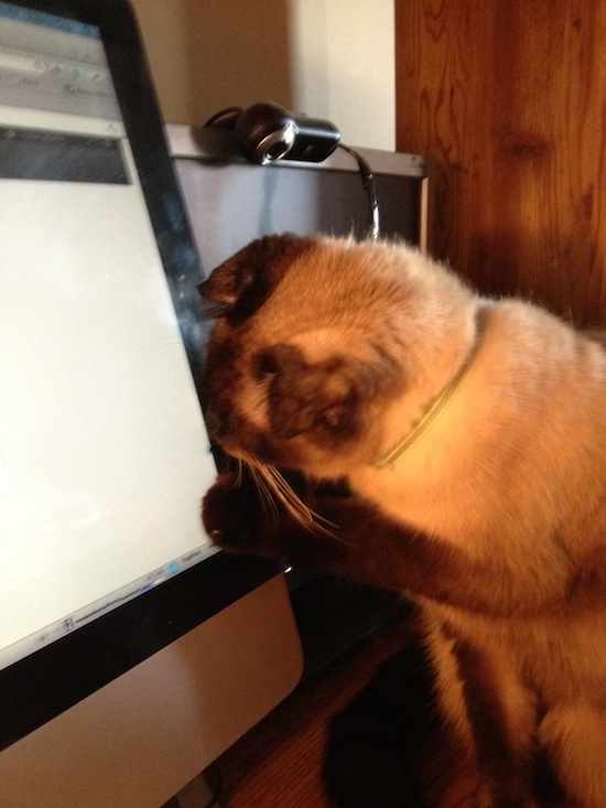 Photo A Day - Jules And The Mouse On The Monitor Photo A Day - Jules And The Mouse On The Monitor