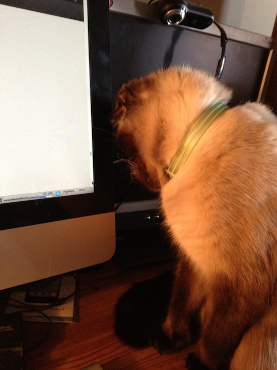 Photo A Day - Jules And The Mouse On The Monitor Photo A Day - Jules And The Mouse On The Monitor