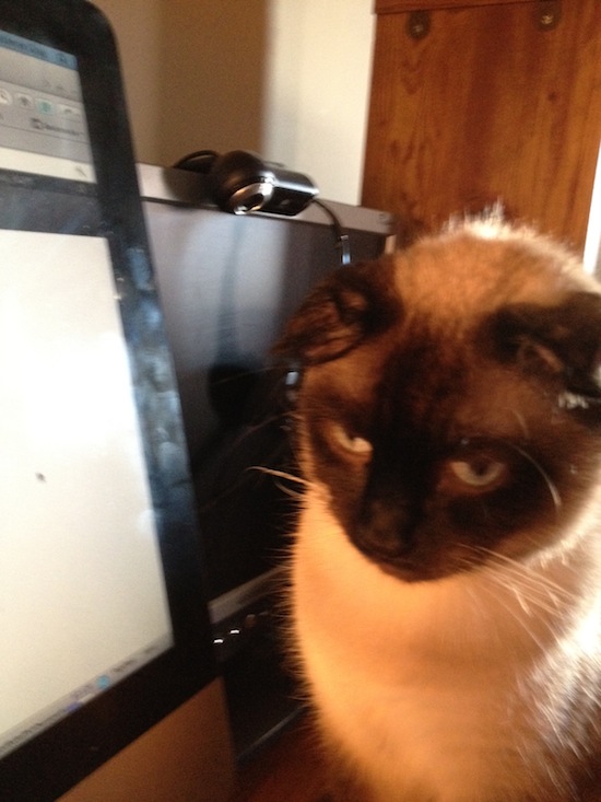 Photo A Day - Jules And The Mouse On The Monitor Photo A Day - Jules And The Mouse On The Monitor