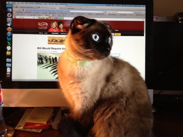 Photo A Day - Jules And The Mouse On The Monitor Photo A Day - Jules And The Mouse On The Monitor