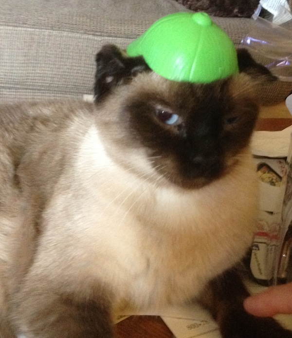 Wordless Wednesday - The Cat In Mr Potato's Hat Wordless Wednesday - The Cat In Mr Potato's Hat