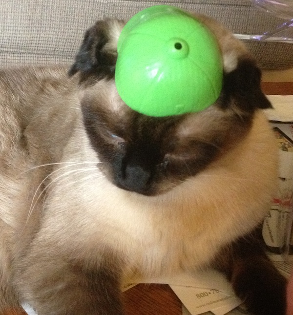 Wordless Wednesday - The Cat In Mr Potato's Hat Wordless Wednesday - The Cat In Mr Potato's Hat