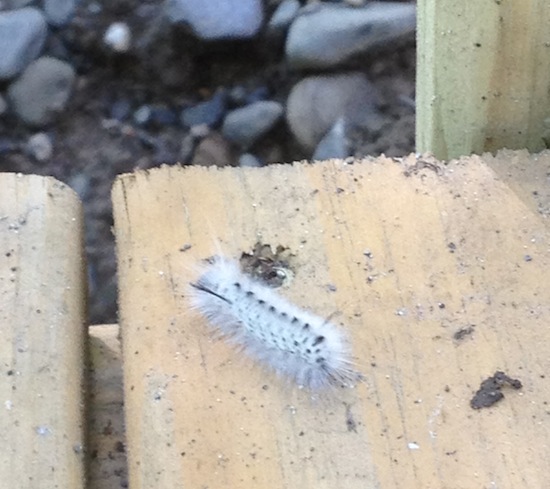 Watkins Glen Caterpillar Watkins Glen Caterpillar