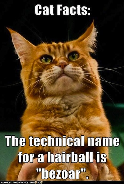 Hairball name Bezoar Hairball name Bezoar