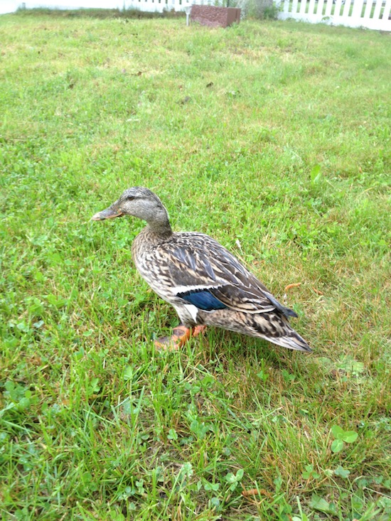 Wordless Wednesday - Duck In The Front Yard