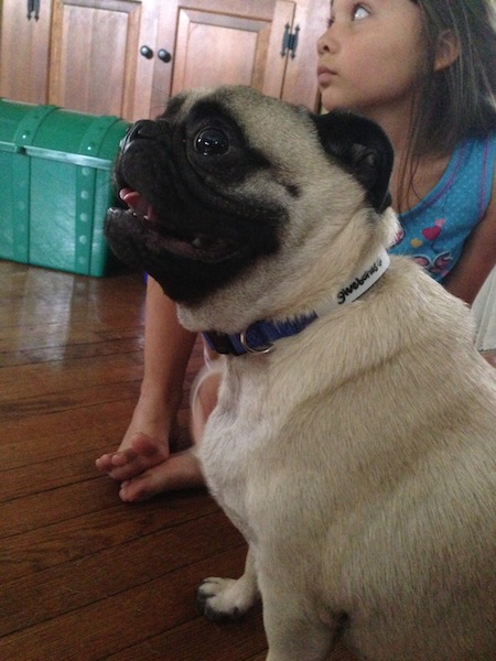Givebones Dog Collars