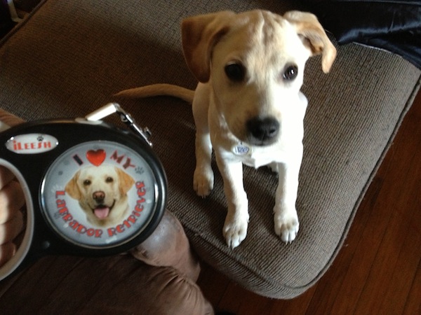 Ileesh Retratable Dog Leash