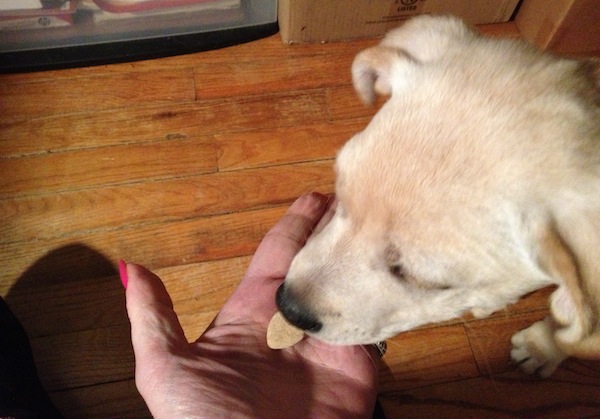 Nutro Crunchy Real Apple Dog Treats