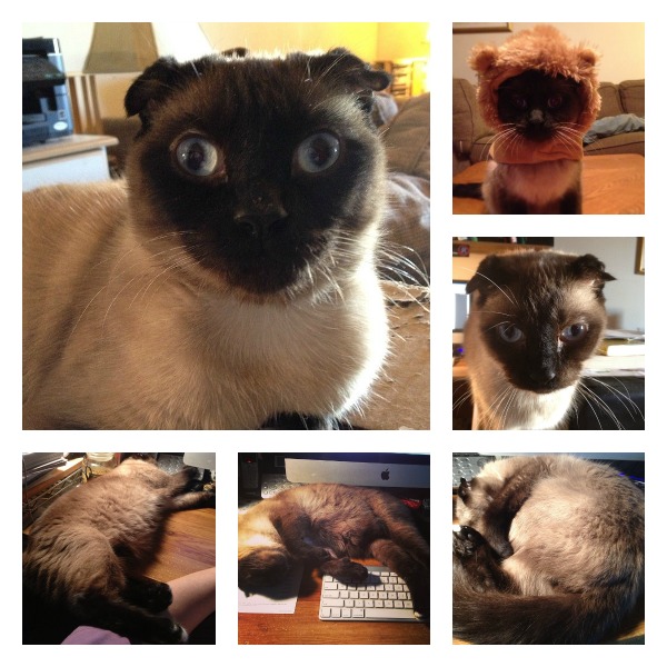 Jules Collage