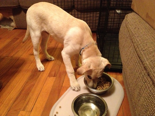Petbrosia Dog Food
