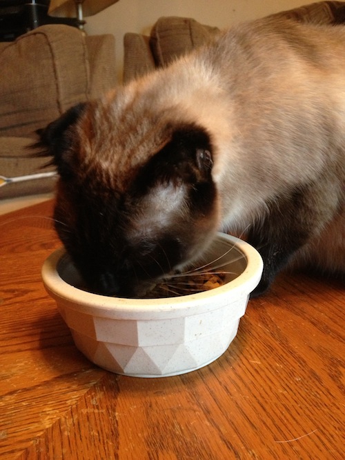 Jules - Purina ONE Cat Food