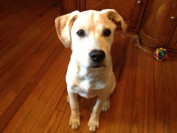 Milk-Bone Brushing Chews
