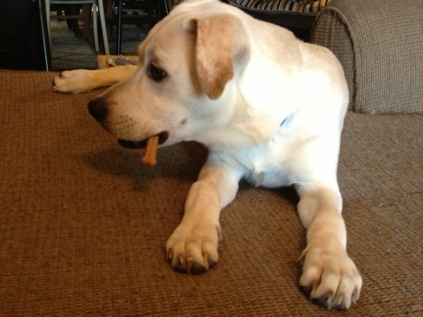 Milk-Bone Brushing Chews