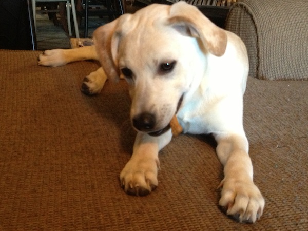 Milk-Bone Brushing Chews