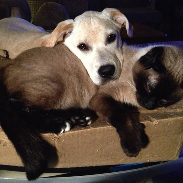 Dobby And Jules