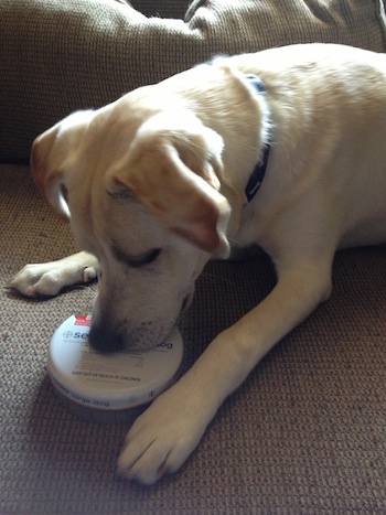 Seresto flea & tick collar