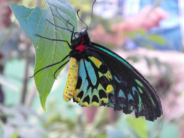 WW - Butterfly Zoo, Rhode Island