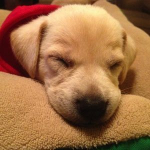 Puppy Dobby In Hoodie