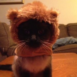 Jules In Lion Costume Head