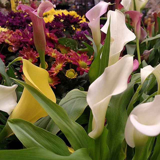 flowers