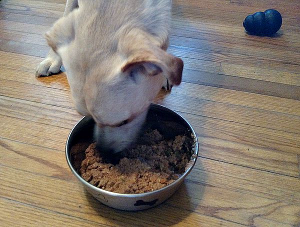 Find A Wide Variety Of Natural Balance At PetSmart #PetSmartStory