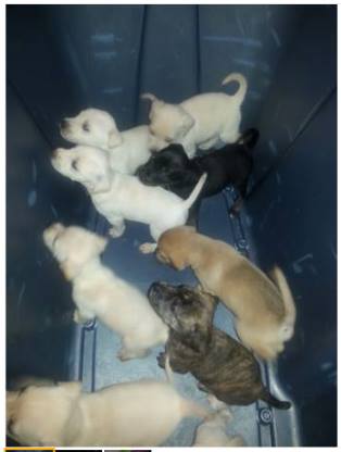 Dobby - bucket o puppies