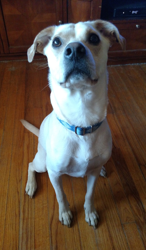 Dobby